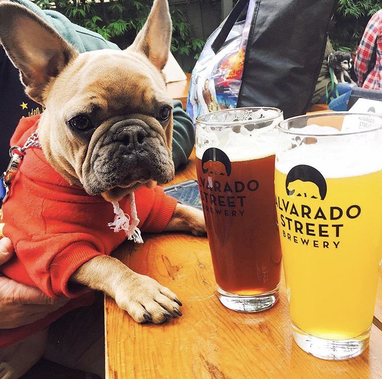 SVBeerWeek's tweet image. Beer is always better with man’s best friend! #SVBeerWeek events at @GoldenStateBrew and @steinsbeer in Mountain View are #doggo friendly and @quarternote is hosting a benefit for Santa Clara County  Search &amp;amp; Rescue K-9 Unit. Check bio for more details. #cheers