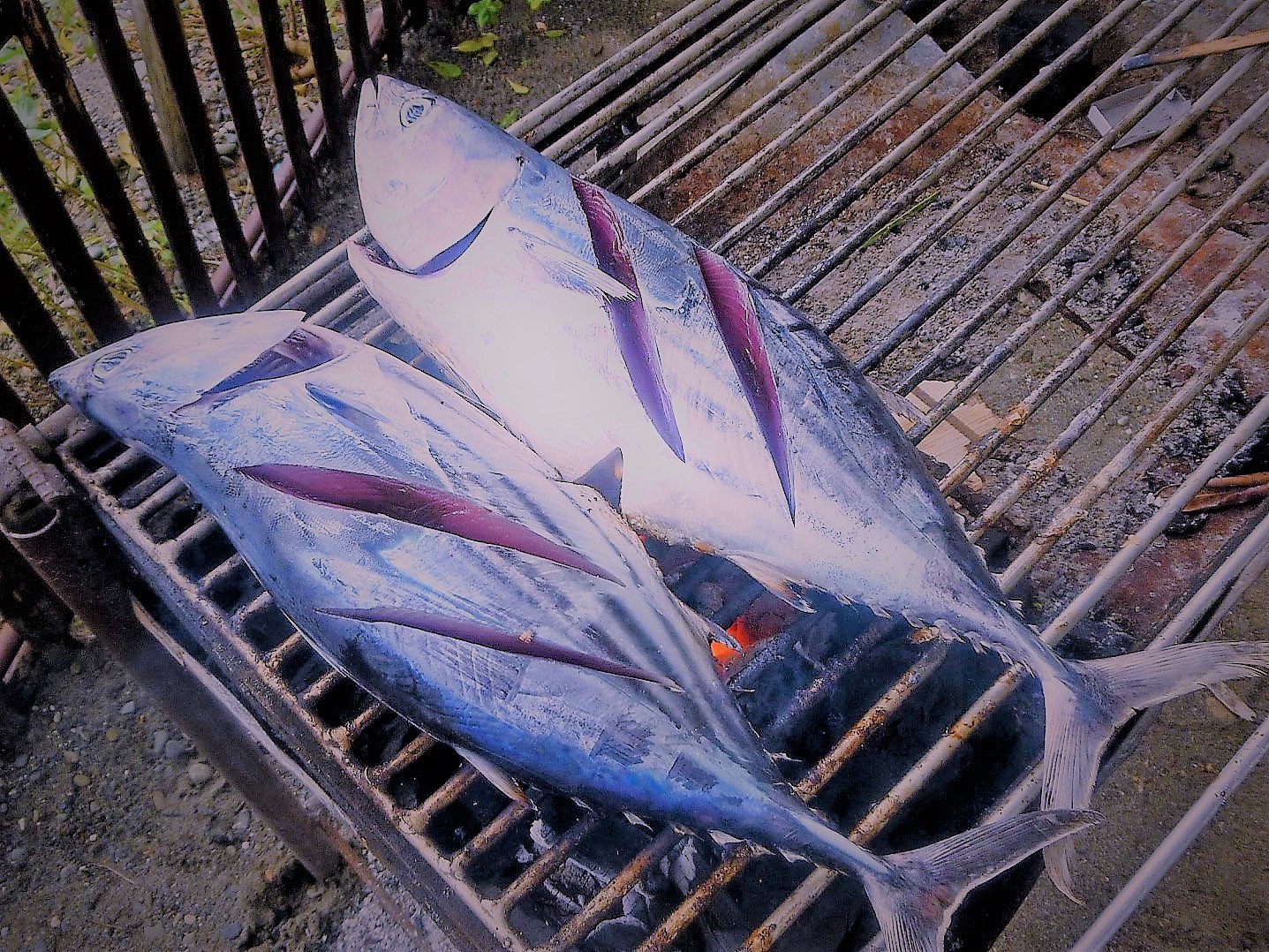 あづさゆみ かつおのバーベキュー フィリピンでは かつおに切れ目を入れて 網焼きのバーベキュー にした かつおは すずき目さば科かつお属の唯一種で 暖流外洋性の肉食魚である かつおの丸焼き 網焼き バーベキュー フィリピン料理 肉食魚