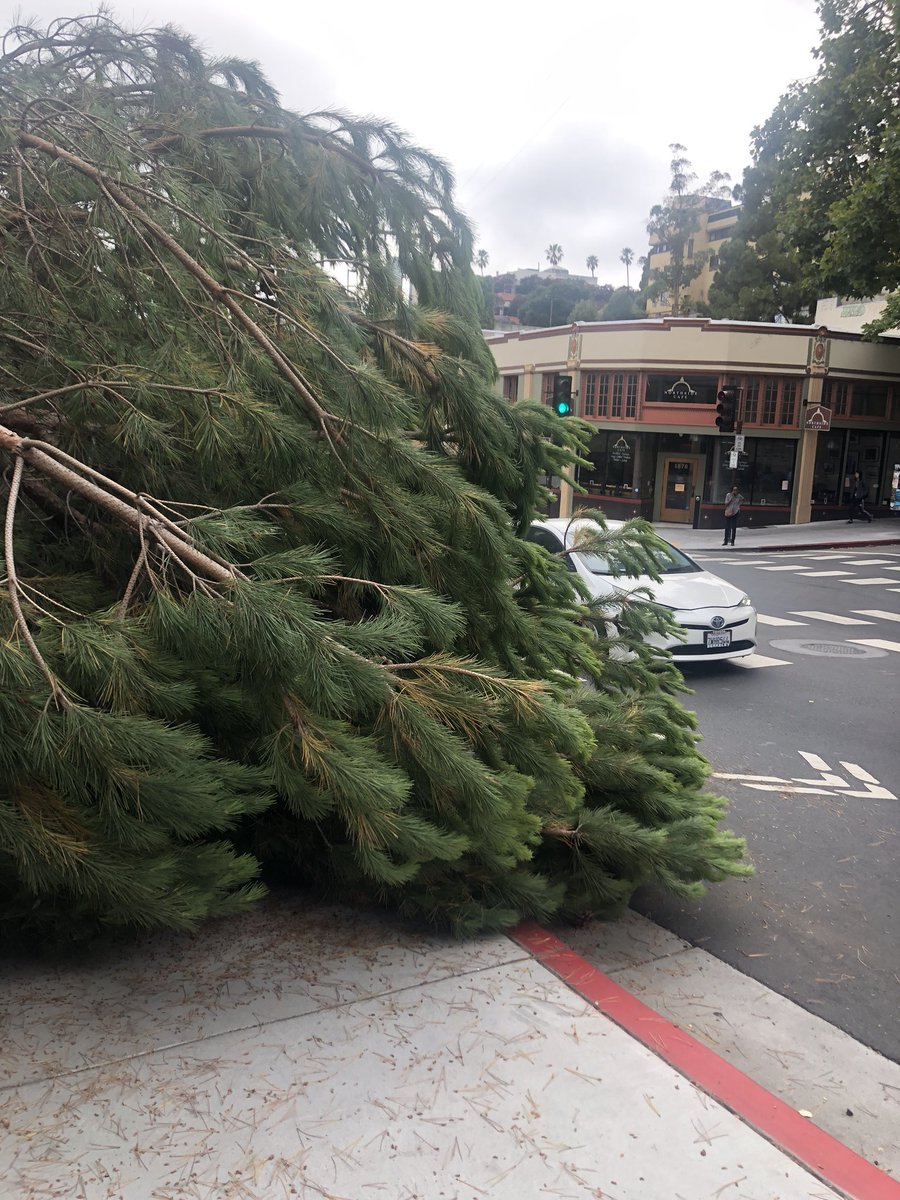 Sabrina_Dong_'s tweet photo. Pedestrians may need to find an alternate “root” around this fallen tree by the journalism building. https://t.co/389D8hbdm4