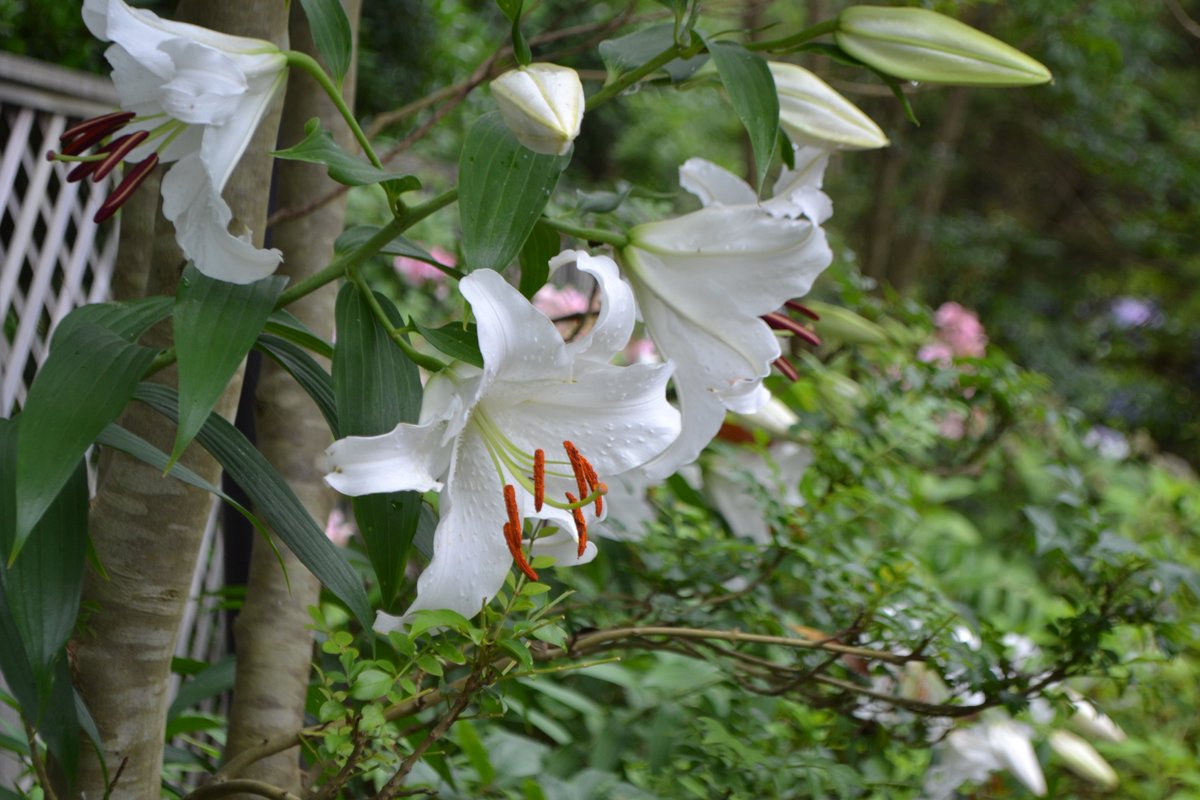 千葉市花の美術館 建物の横からローズガーデンに至る脇庭では カサブランカの花が咲いています 香りもとても良い 大きな白いユリです 切り花として利用するときは 花びらや周囲が汚れないように花粉のつく やく は取り除きますが 庭ではそのまま