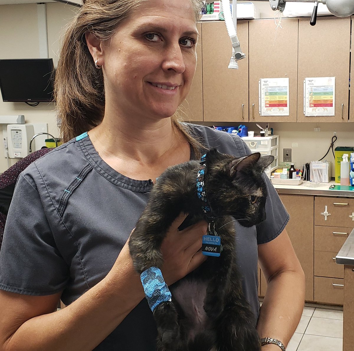 AjaxAH's tweet photo. Dr. Kasia kept little Nova the #TortoiseshellKitten close during her surgical recovery today.
Cuddles during our Patient & Hospital Rounds kept her feeling warm & safe.
#veterinarian #vetslovepets #kitten #catvet #welovecats #painfreepets #spayandneuteryourpets https://t.co/dKDbc8B4T3