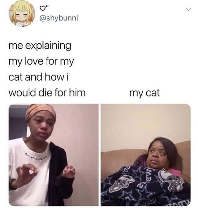KitNipBox's tweet image. I GET EMOTIONAL TALKING ABOUT HOW MUCH I LOVE MY CAT 😭😭😭😭😭 #ThisIsNormal #KitNipBox [📸: Twitter || shybunni] ift.tt/2XRMmFZ