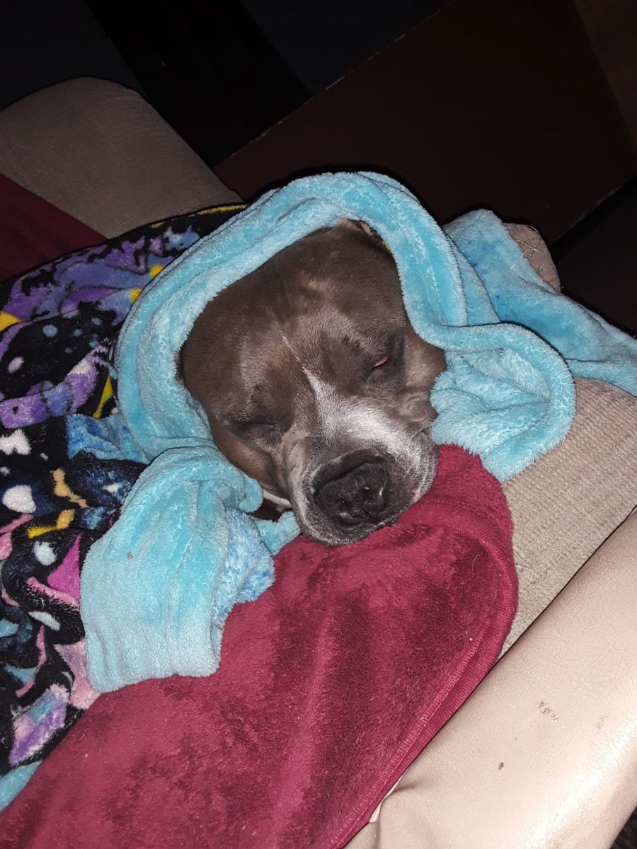 USAF31st's tweet image. Tucker says ~
#SaveSimba 🐶🙏