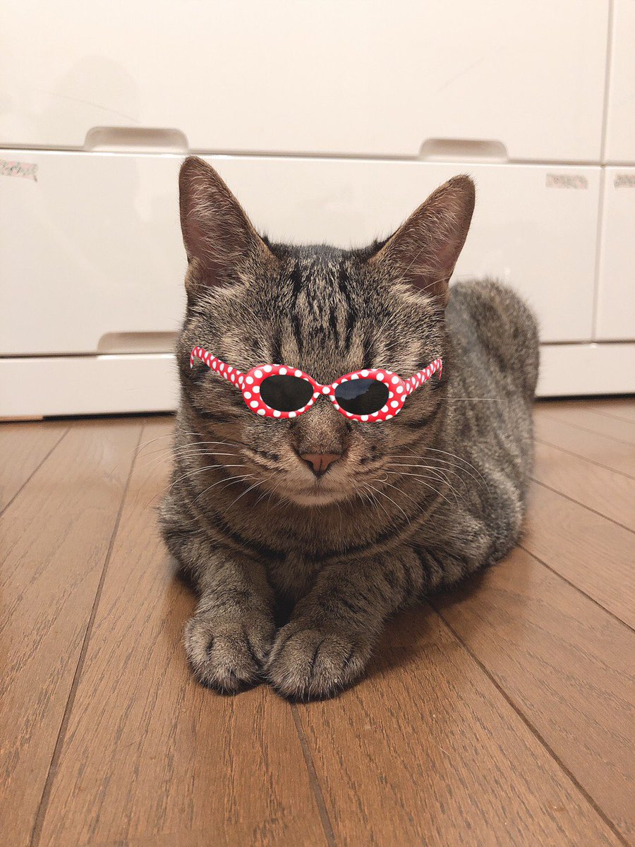 毎朝思うんやけど、めざましテレビの「きょうのわんこ」な、「きょうの迷子犬猫」とか「きょうの里親募集犬猫」ってので、センター収容犬猫(飼い主持ち込みも含め)とかの情報流したらほんまの犬猫好きは大絶賛する思う。
やってくれへんかなぁ

 #きょうのわんこ
 #めざましテレビ