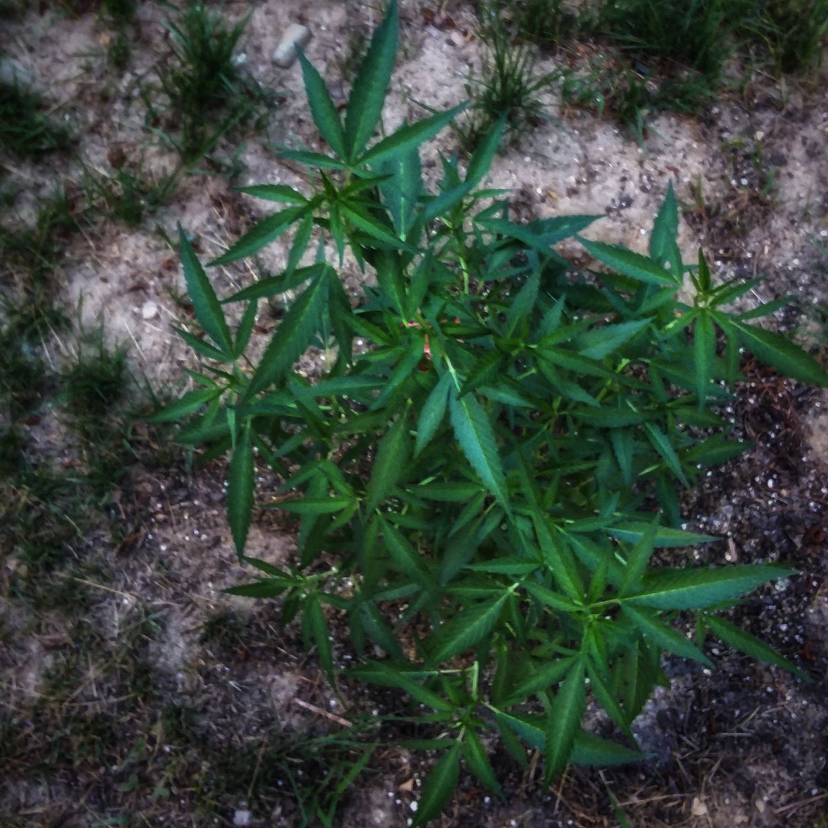 My two M.O.B×Frisian Dew (sweet purple kerosene pheno) from pretty awesome friend 😍😍😍 @missladyluck79 (her insta handle) #growyourown #garden #medicalmarijuana #wakeandbake #weedporn #nature #420life #happyme #marijuana #highlife #art #travel #explore #family #photography