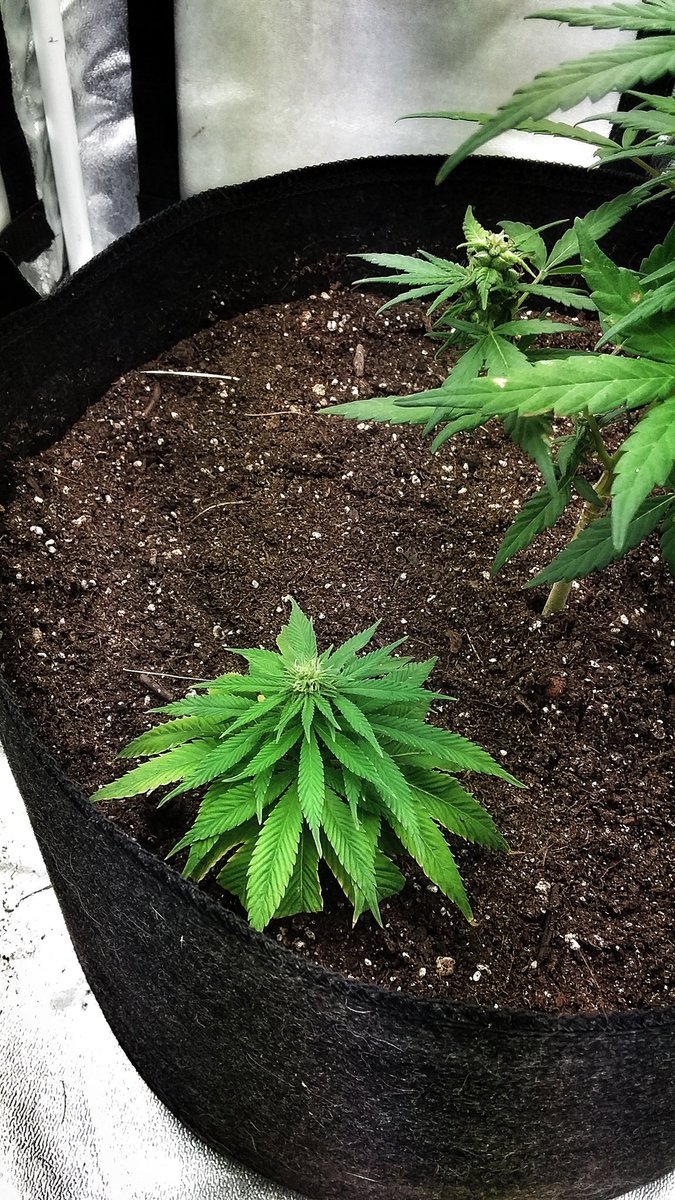 Semi-Auto (Early Poison × R2)×Erdpurt that was bred with its Semi-Auto brother, both were from @getawaymountainhemp seeds and grown in @coastofmainorg soil with tribus from <a href="/impellobio/">Impello Biosciences</a>
Oh and my #sourdeisel top that I stuck into the soil with it to flower 😅😂 #growyourown #weed