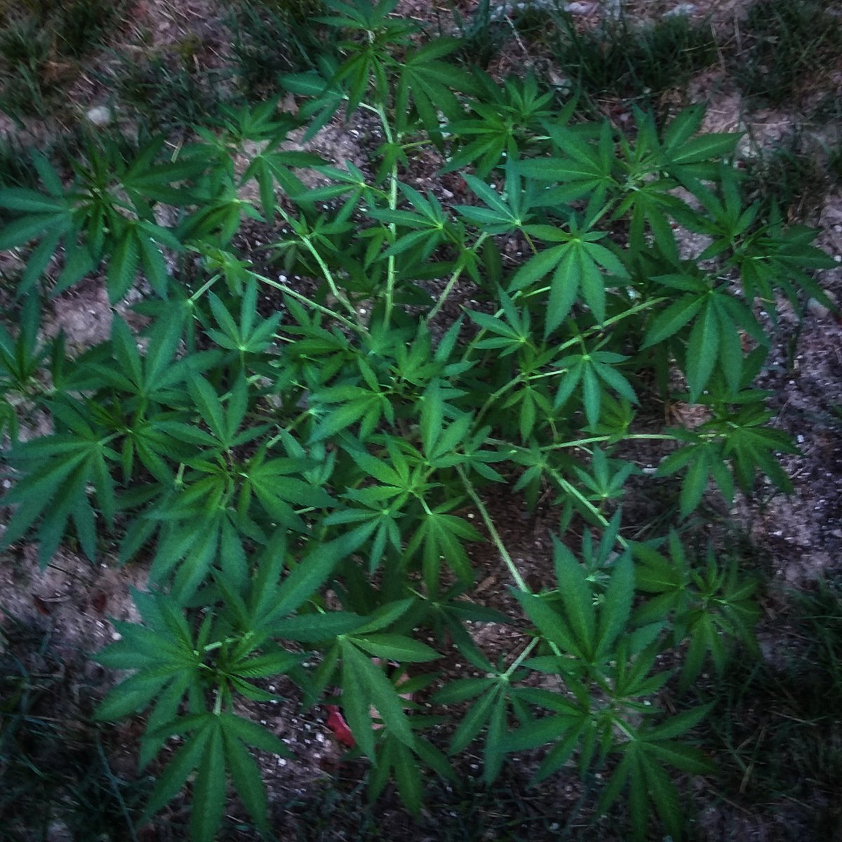 My two Blue Dreams from pretty awesome friend 😍😍😍 @missladyluck79 (her insta handle)
#growyourown #garden #medicalmarijuana #wakeandbake #weedporn #nature #420life #happyme #marijuana #life #highlife #art #travel #explore #family #photography