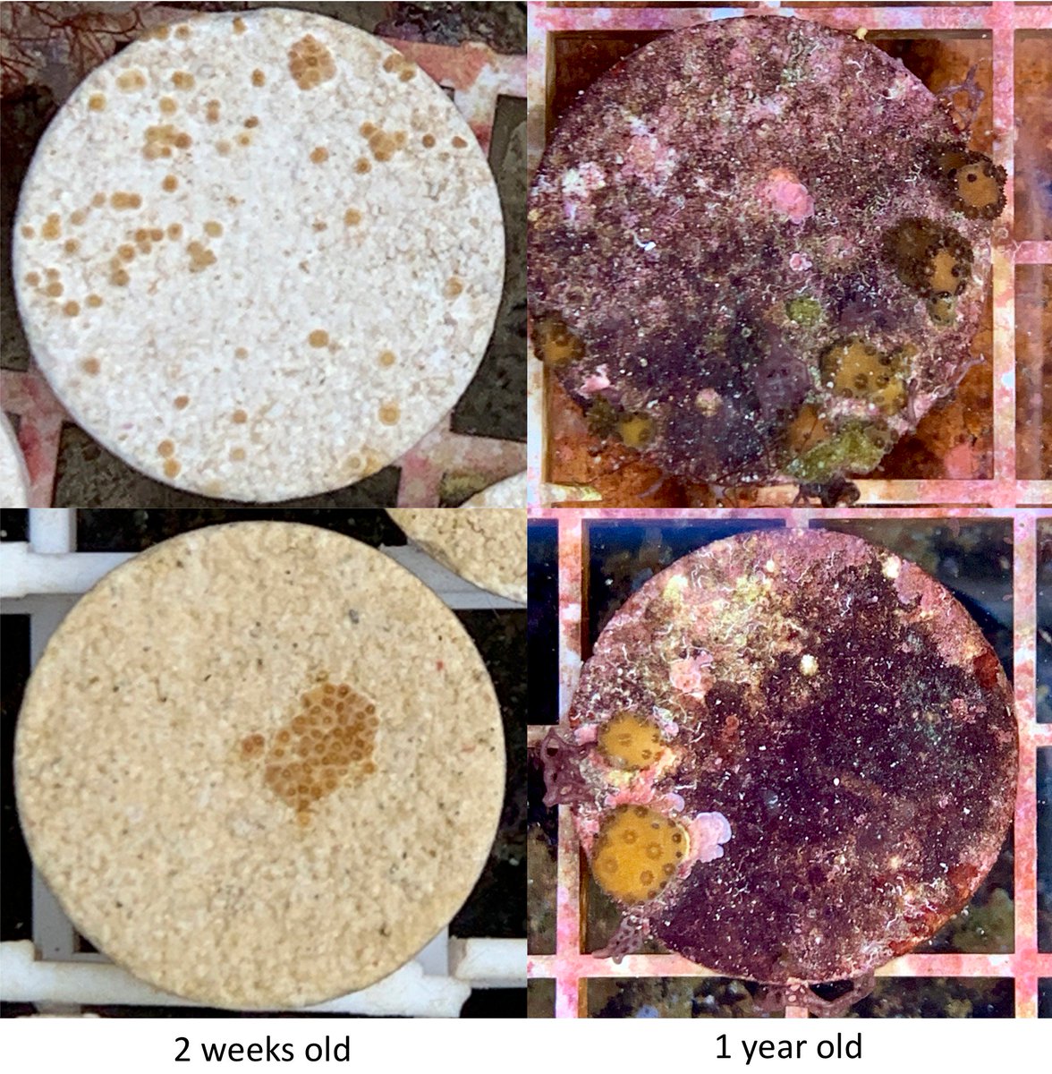 #Coral post. We had a HUGE Montipora capitata spawning event this July, see newly settled spat (L). However, they are slow growers - one year olds (R). It takes a long time for these reef-building corals to take up major real estate on the reef.