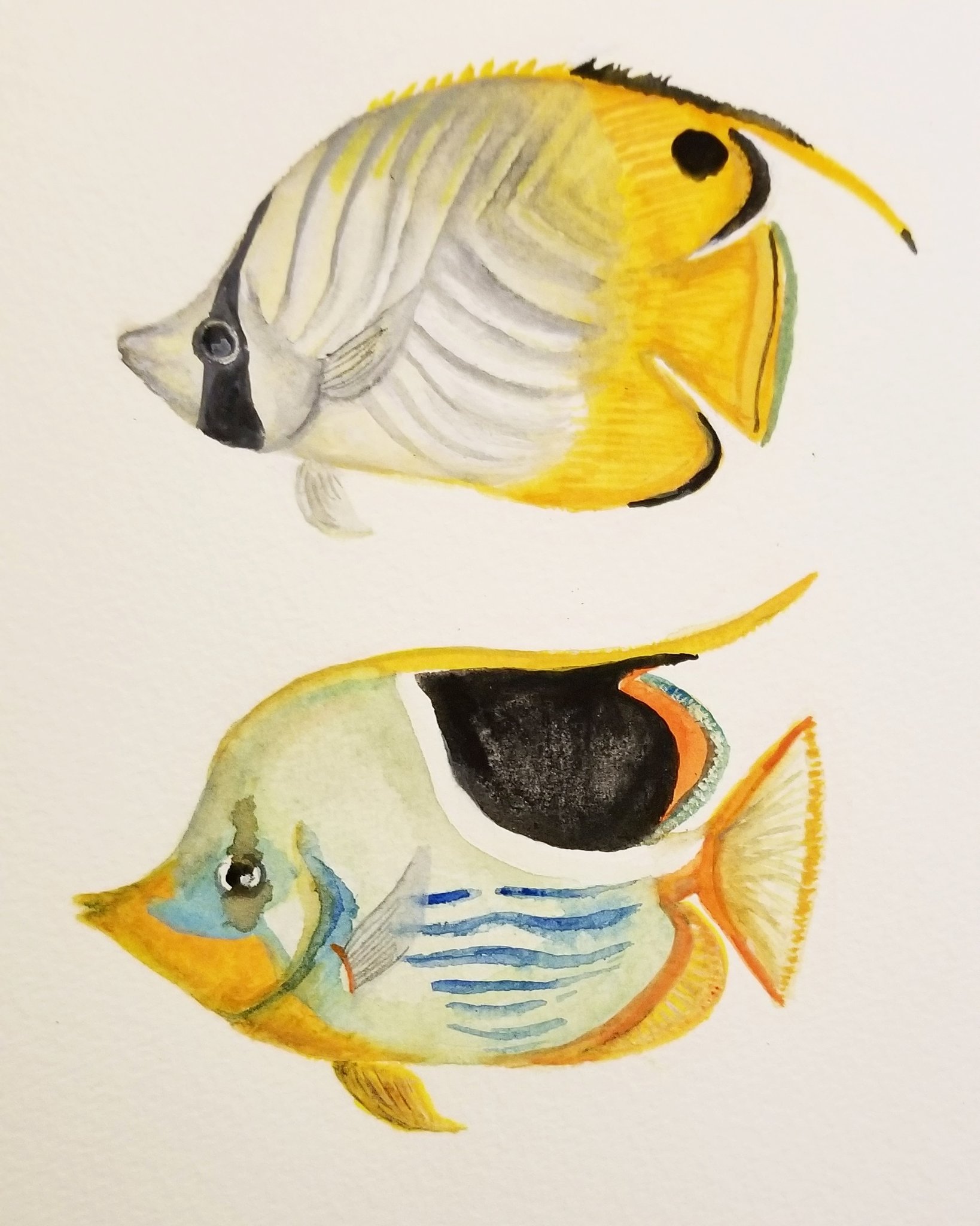 最高の動物画像 最高イラスト チョウチョウウオ 最高の動物画像 最高イラスト チョウチョウウオ
