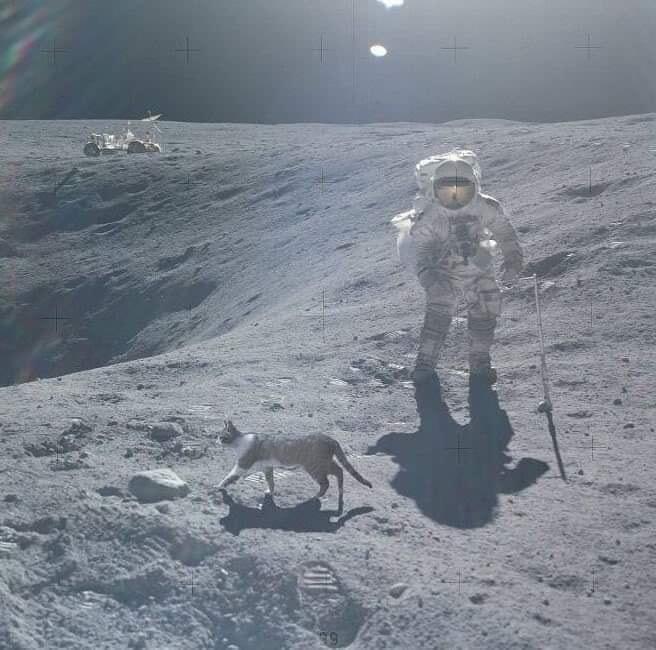 in_the_ruins's tweet photo. #UnlikelyFirstWordsOnTheMoon

Here, kitty. https://t.co/Su8Y4k9DOq