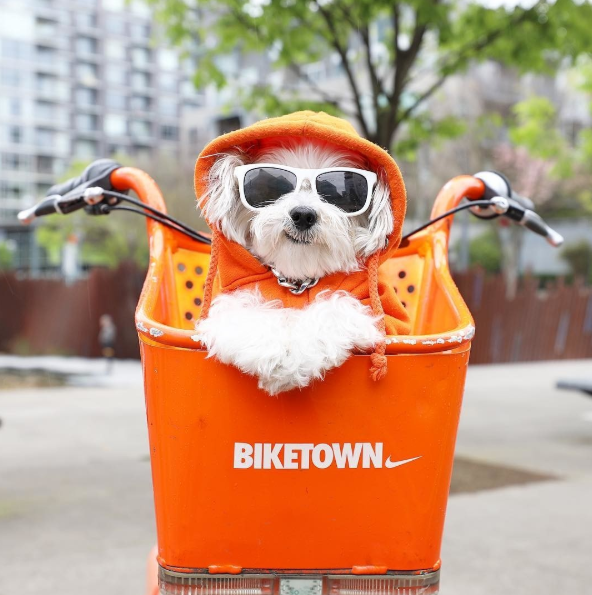GetMigo's tweet photo. Because dogs on bikes never get old.... and MIGO can tell you where all those bikes and scooters are in YOUR town 🚲🐶
#travelon #usatravel #bikearound #biketown https://t.co/1FWWkvPAHc