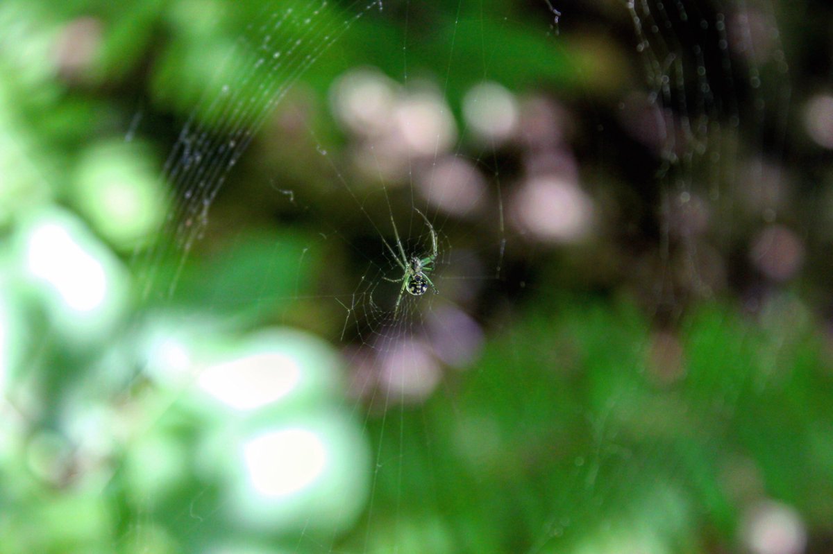 A couple weeks ago I snapped this photo of an orchard spider tending her web.
