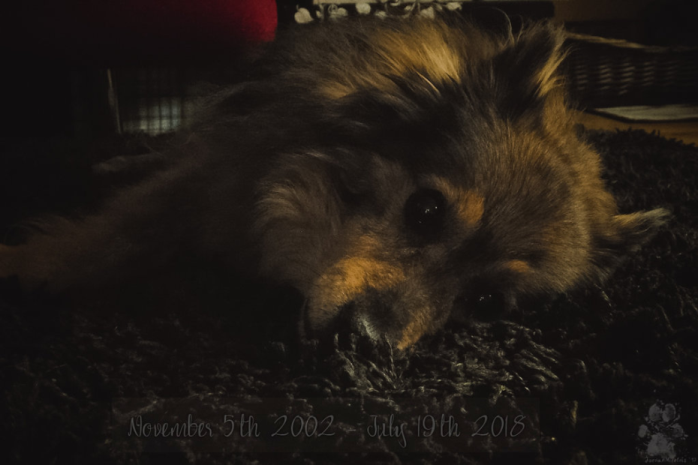 Jojo_audio's tweet photo. One year since I lost this piece of my heart. 15 years were way too short.

Benji, November 2nd, 2002 - July 19th, 2018 https://t.co/UOl4DImprP