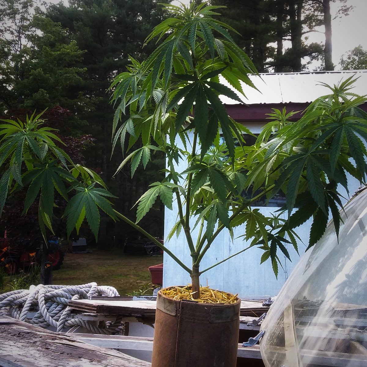 My two BakedWorlds from @thebakerygenetics grown in half gallon with <a href="/coastofmaineorg/">Coast of Maine</a> soil and tribus from <a href="/impellobio/">Impello Biosciences</a> 🤗😍😍😍
#growyourown #garden #nature #420life #picoftheday #happyme #weed #coffee #marijuana #life #highlife #art #travel #explore #maine #family #photography