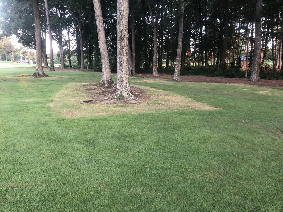 Zoysia grass loving the root pruner!!