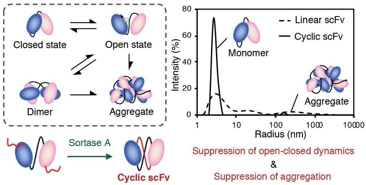Molecules_MDPI's tweet photo. #mdpimolecules Cyclization of Single-Chain Fv #Antibodies Markedly Suppressed Their Characteristic Aggregation Mediated by Inter-Chain VH-VL Interactions https://t.co/VrusR5pxd9 #SingleChainFv #DynamicLightScattering https://t.co/zG957s1x21