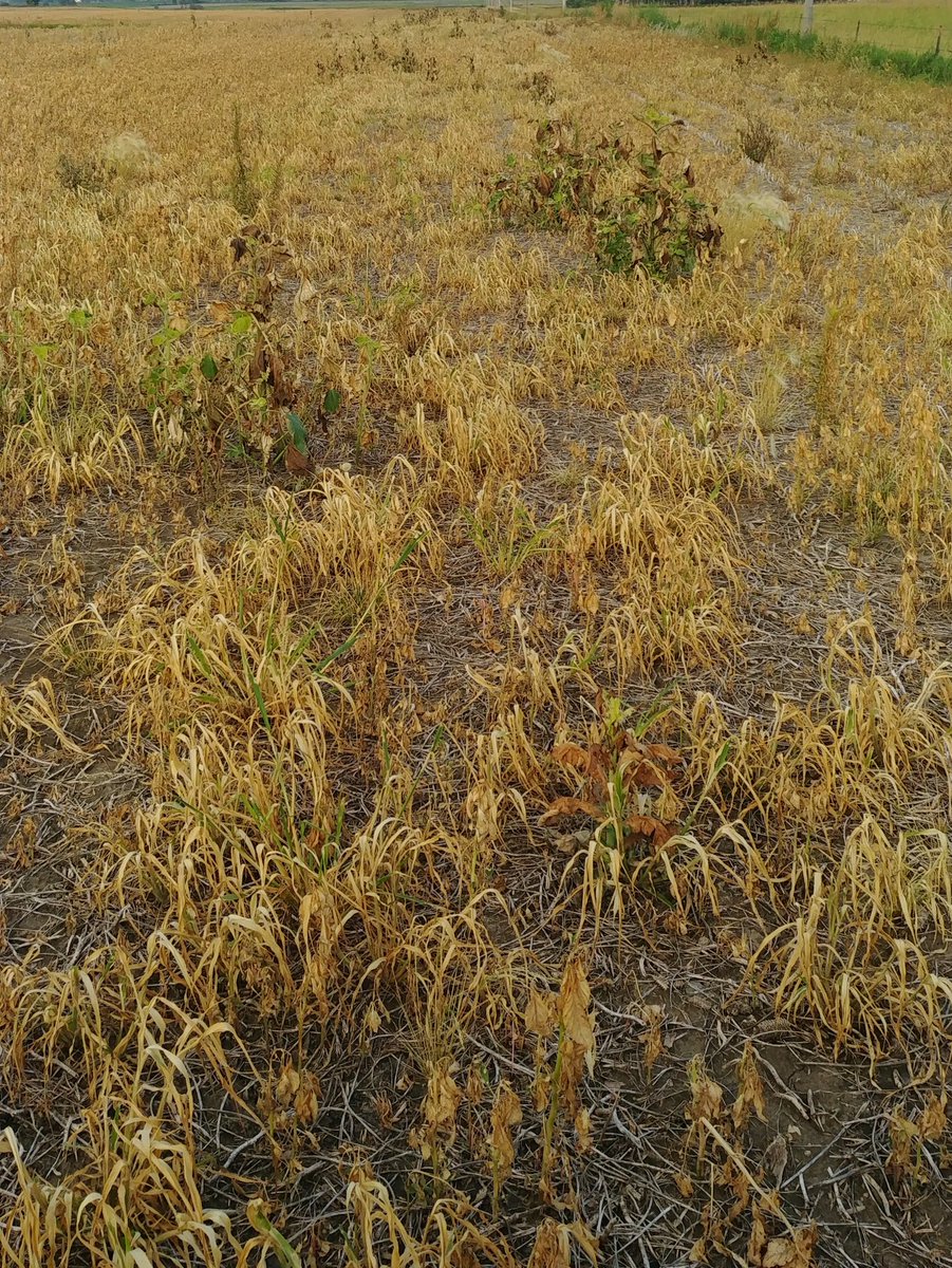 Lindsey Berg tweet media