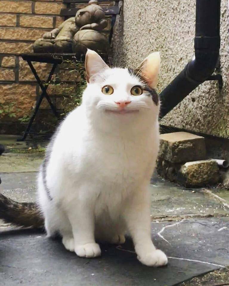 Kasword 猫 画像 変な顔