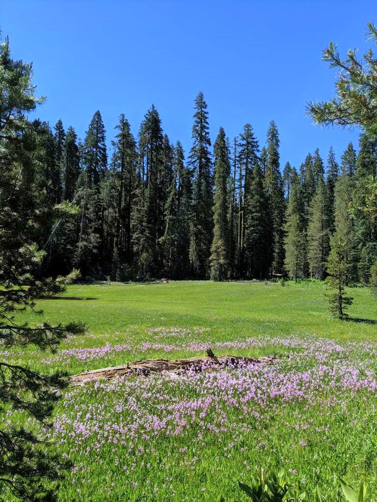 Yosemite National Park tweet media