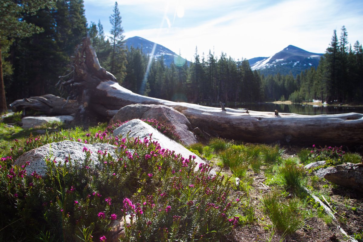 Yosemite National Park tweet media