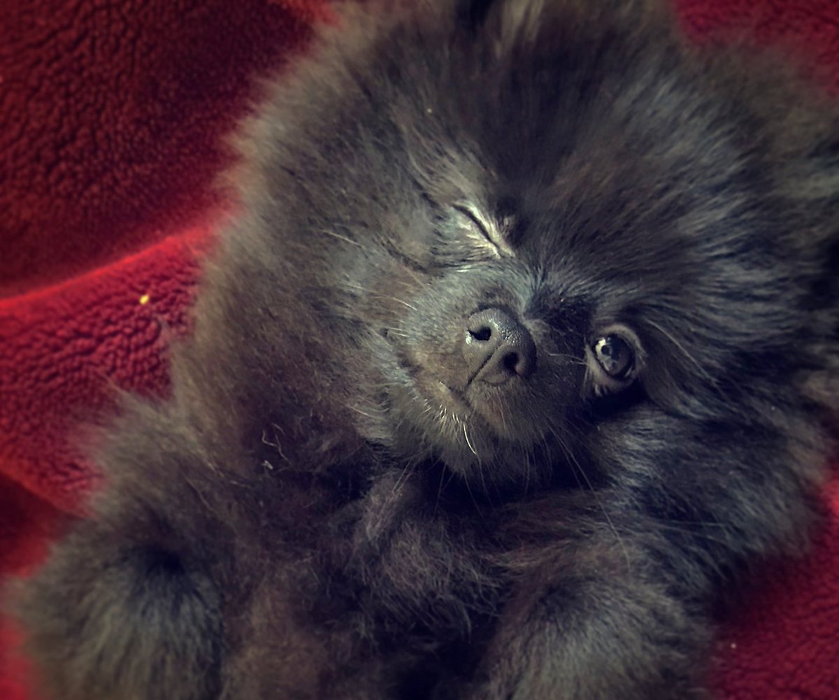 つかいふるしのいぬ 犬の事典: AKC公認全犬種標準書 | アメリカン ケンネル クラブ