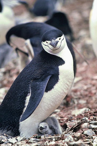 DrEmilySKlein's tweet photo. TY @roamingmoth!
1) How might #penguins (+other Antarctic predators) be affected by impacts of a warming ocean on one of their favorite foods, Antarctic #krill? Are these risks altered by krill fishing? We aimed to find out... #climatechange #WSTC4 #ClimCha https://t.co/k7nXELqwWY