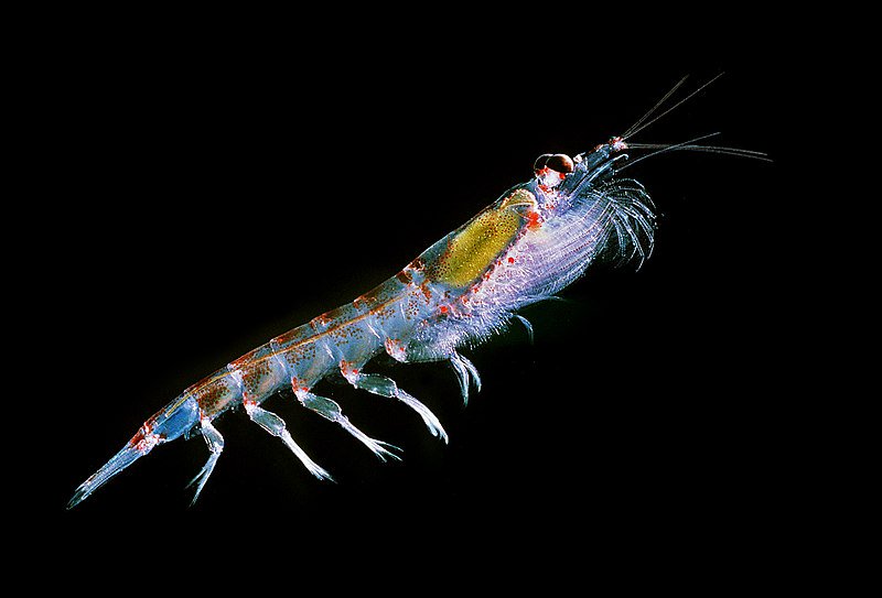 DrEmilySKlein's tweet photo. TY @roamingmoth!
1) How might #penguins (+other Antarctic predators) be affected by impacts of a warming ocean on one of their favorite foods, Antarctic #krill? Are these risks altered by krill fishing? We aimed to find out... #climatechange #WSTC4 #ClimCha https://t.co/k7nXELqwWY