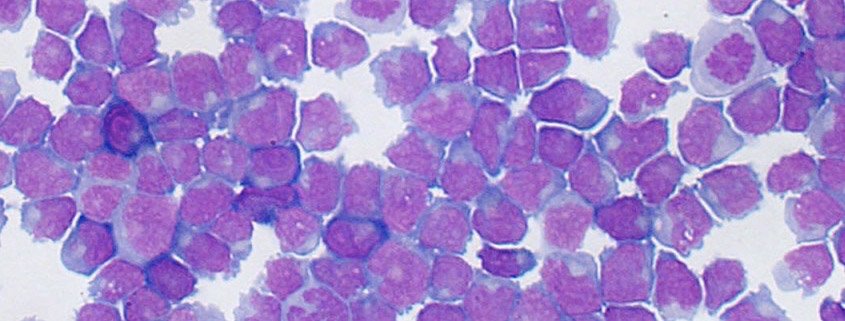 VetBloom tweet media