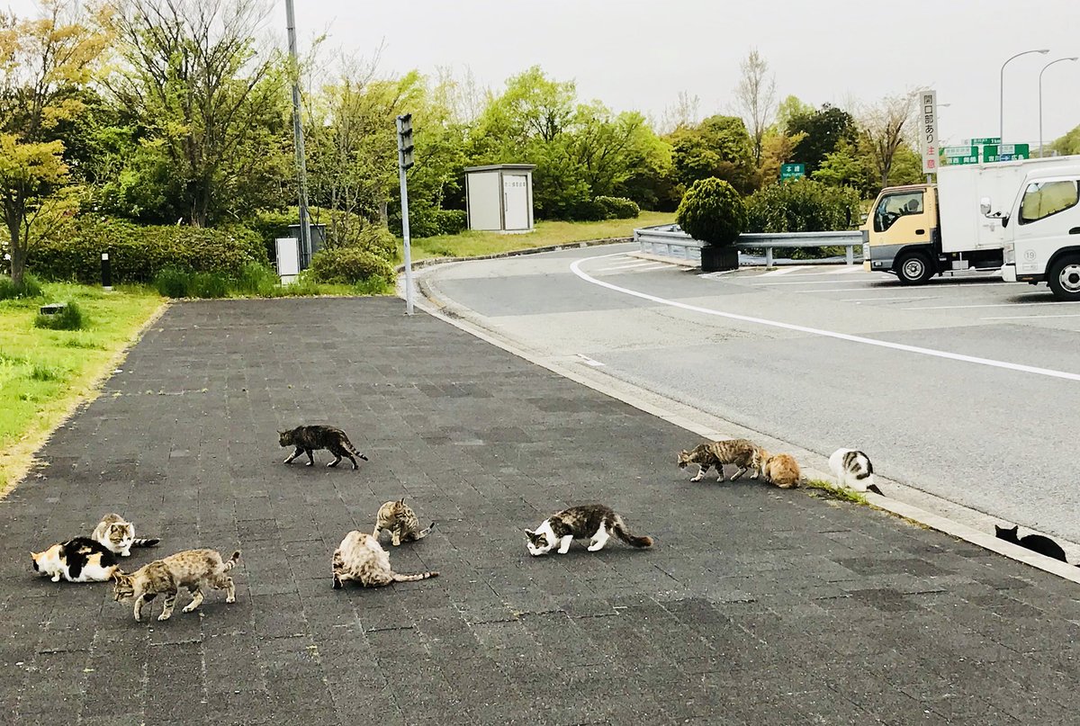 城崎温泉みなとや若旦那 赤松paでは猫の集会 中国自動車道 赤松pa 猫 集会 城崎温泉みなとや若旦那 赤松paでは猫の集会 中国自動車道 赤松pa 猫 集会