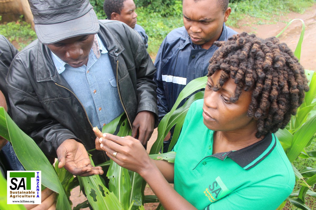 KilimoHai's tweet photo. Today, SAT team enjoyed in-house training on Fall Armyworm (FAW).The idea was to make sure that everyone is aware about it. We visited some farms affected; Farms of the groups we are dealing with are not among those affected, as they are already taught on how to deal with it https://t.co/Ntr9XWLHQ9