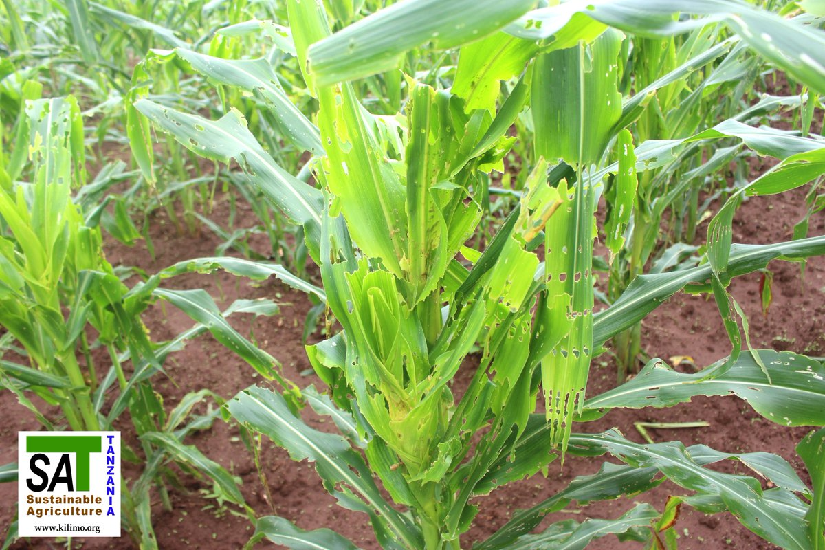 KilimoHai's tweet photo. Today, SAT team enjoyed in-house training on Fall Armyworm (FAW).The idea was to make sure that everyone is aware about it. We visited some farms affected; Farms of the groups we are dealing with are not among those affected, as they are already taught on how to deal with it https://t.co/Ntr9XWLHQ9