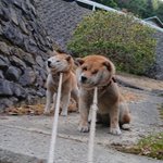 そんなに嫌なのｗ一歩も動きたくない『拒否犬』2匹の破壊力!