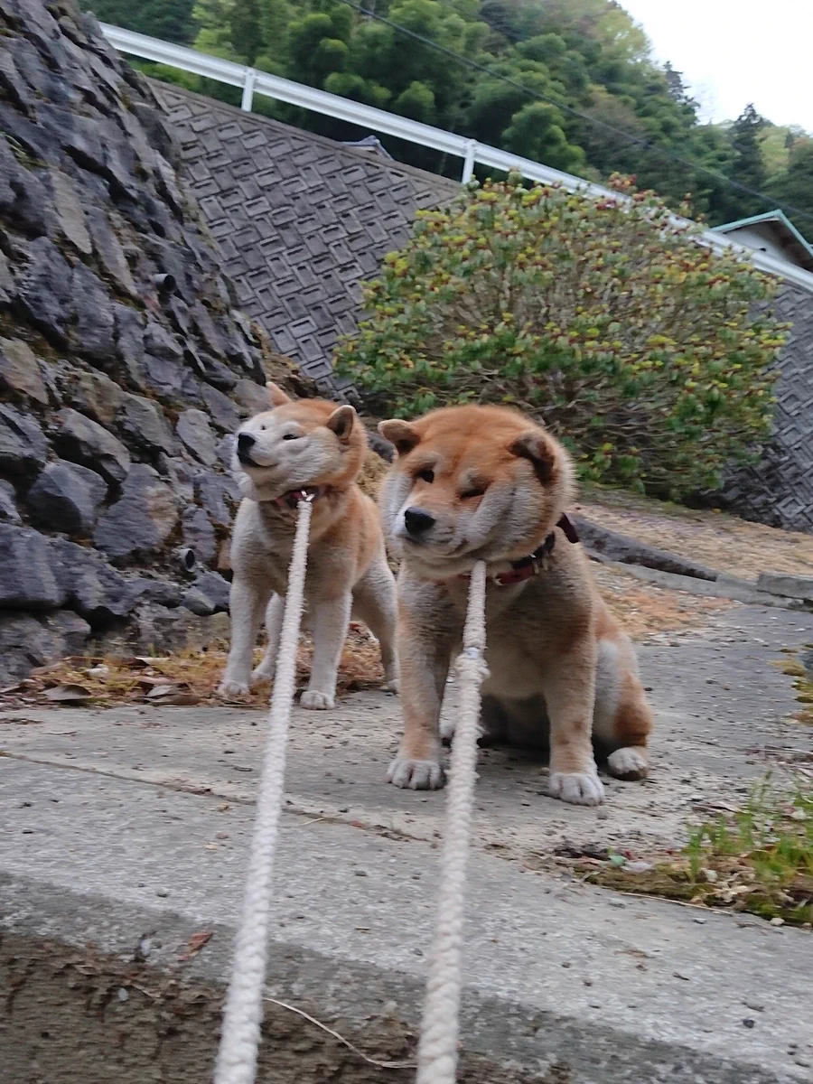 そんなに嫌なのｗ一歩も動きたくない『拒否犬』2匹の破壊力ｗｗｗ