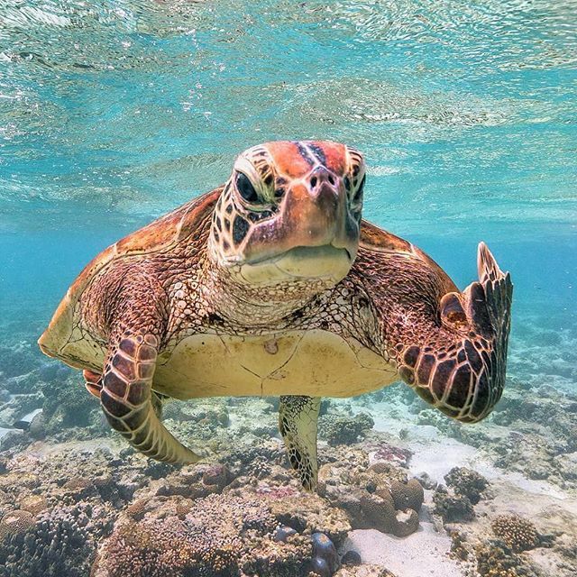 CanuckPalms's tweet photo. Here's what we think of snow in April! 🐢🐢❄
.
Comment if you still have snow and if you want to escape the cold and get to the Bahamas! .
📸 @_markfitz .
.
.
.
.
#turtle #seaturtle #exuma #winter #travelogue #travelstagram #bahamaspictures #traveldiaries #travelstories #sc… https://t.co/a67RJhSstk