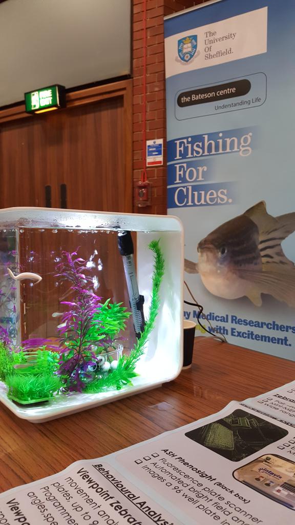DrEmilyG's tweet photo. Zebrafish from @BatesonCentre on show along with research from across @facultyscience at our Graduate School Showcase today. Come along to the Octagon to find out more https://t.co/xMfe51UwzK