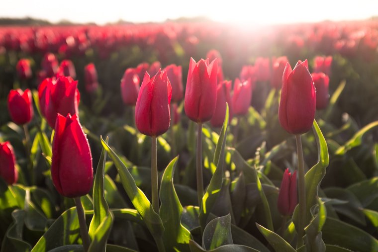 It's tulip season again! Shooting into the sun with Fuji x100t sumo.ly/Aisf #tulipfields #bollenstreek #keukenhof #hillegom