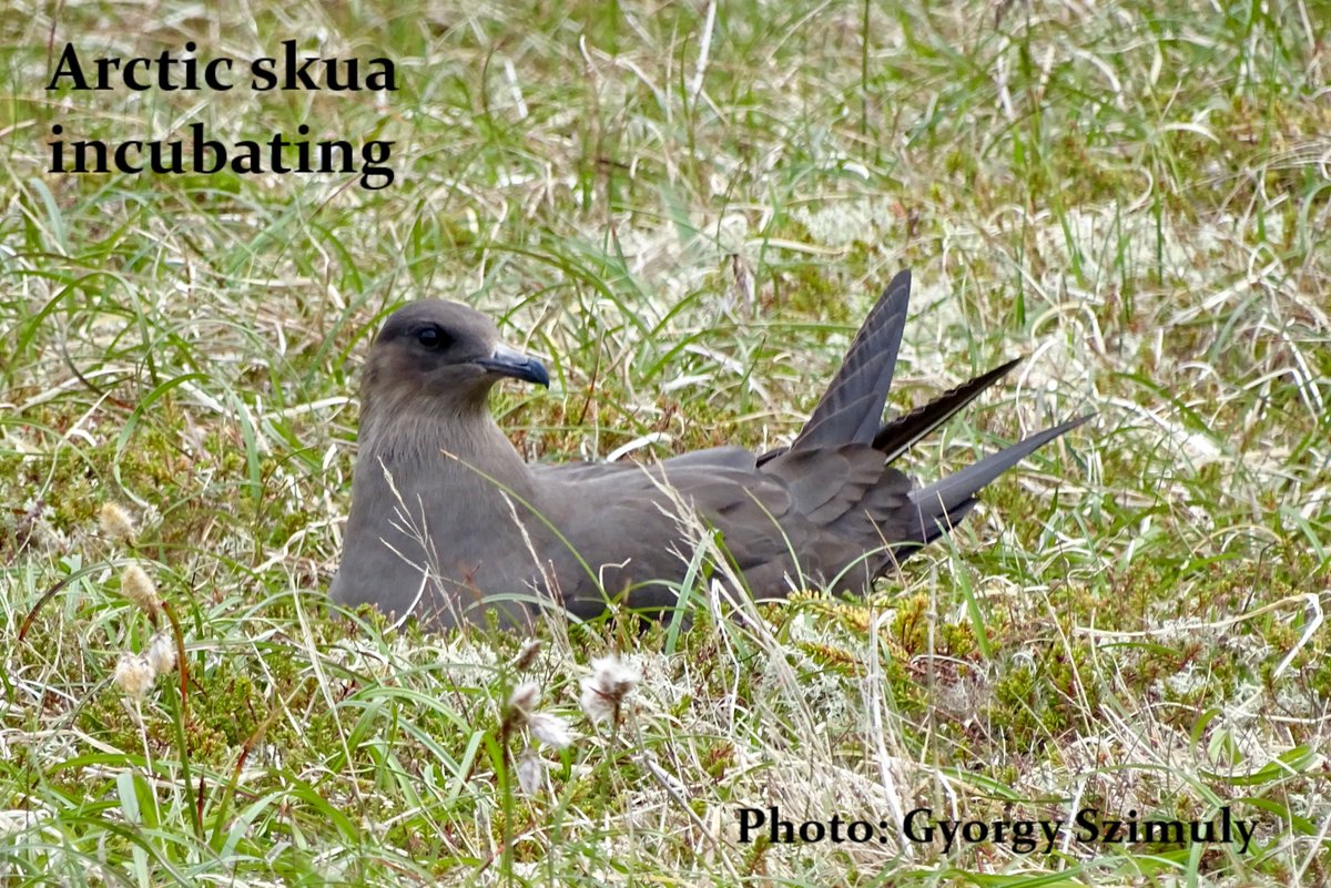 JnHansen1's tweet photo. 1 #WSTC4 #ClimCha #Arcticskuas breeding in the #FaroeIslands - the southern extent of their range - have declined dramatically. We investigate thermal tolerance during the breeding period with @KRSSnell @sjurdur @BirdMigrLab @Macroecology #tjodsavnid #seabirds photo: @WorldWaders https://t.co/qOhjbLSpZ8