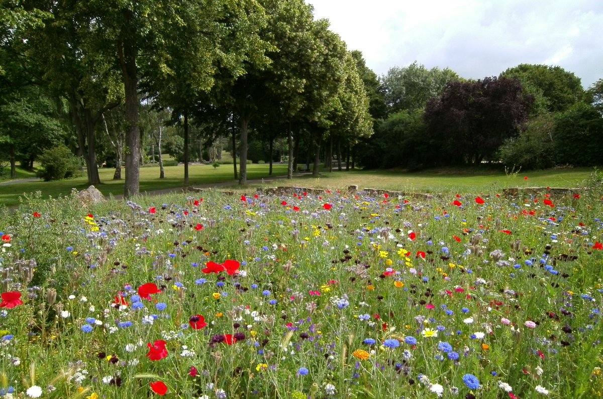 CityofTreesMcr's tweet photo. Free wildflower seeds! Grab yours simply by telling us about a tree you have planted this season #bigtreecount @HadfieldWood https://t.co/ZJWlqIkPAV https://t.co/rP4JrkLVKP