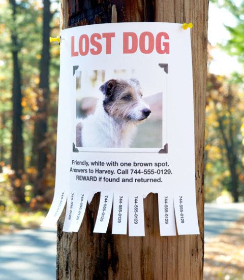MetroVetChicago's tweet photo. #NationalPetIDWeek Did you know that microchipped dogs are 2.5 times more likely to be reunited with their owner should they every become lost? Find out more about microchipping your dog, here:

https://t.co/rL5iuWGlgb https://t.co/mcSShqljM6