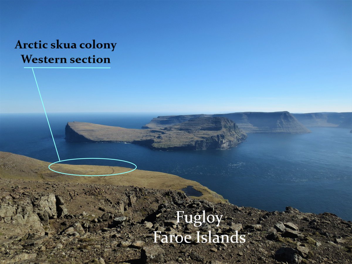 JnHansen1's tweet photo. 2 #WSTC4 #ClimCha. We obtained direct observations of 28 pairs on Fugloy, #FaroeIslands, during #incubation in 2016. Incubation effort and signs of thermal stress were recorded (total 8655 mins), concurrently with ambient temperature + weather #seabirds #climatechange https://t.co/hFDt2NR2sp