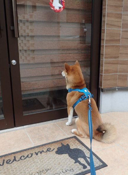 なぜ 犬の後ろ姿 はこれほどの 哀愁を感じさせるのか Zoolove のブログ