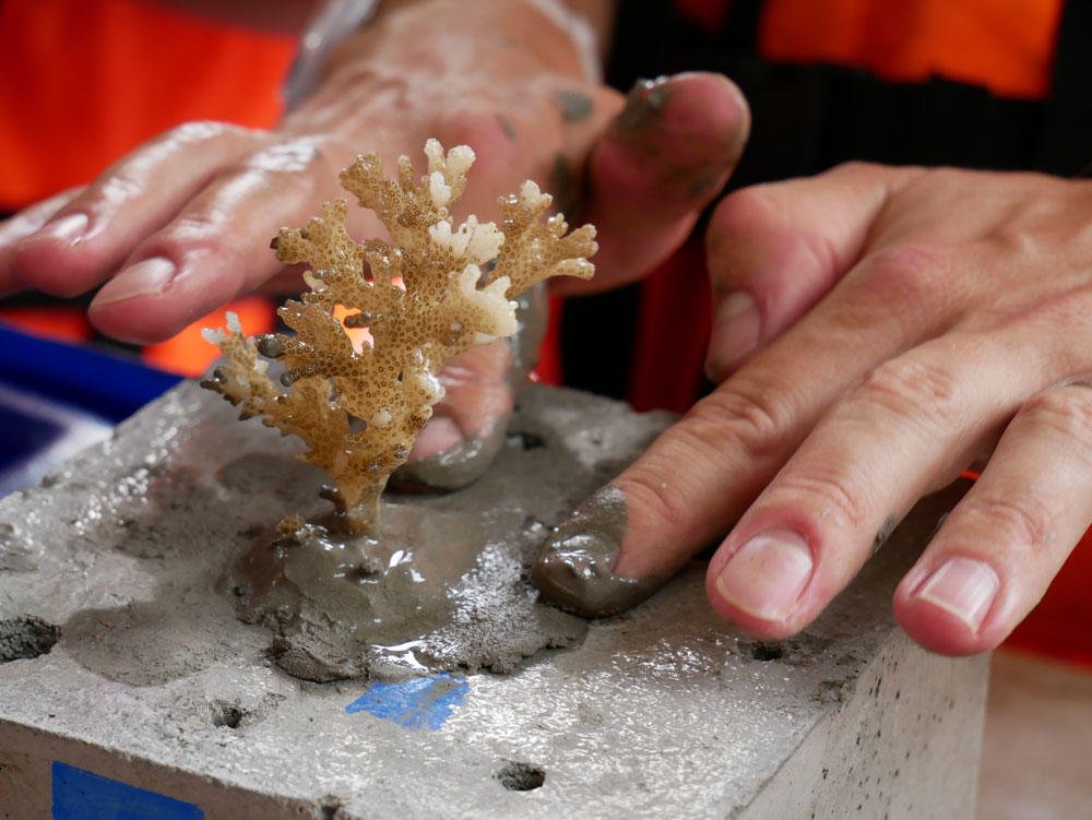 Sika's tweet photo. Sika Thailand is helping to restore coral reefs using Sika products, find out how...  https://t.co/NCdhA8HGFt #WeAreSika https://t.co/XiO3raeUSN
