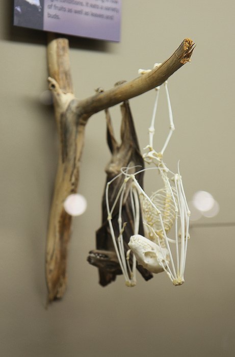 A fruit bat hanging around the <a href="/OsteologyMuseum/">Museum of Osteology</a> in OKC for #NationalBatAppreciationDay
oklahomapopculture.blogspot.com/2017/06/top-5-…