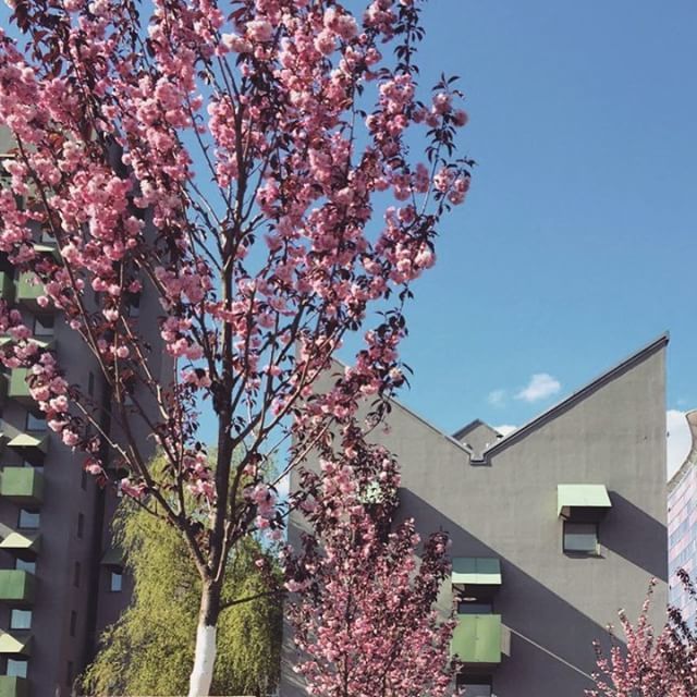 kiezcouture's tweet photo. Ja, es ist diese Zeit im Jahr :)
.
.
.
#kiezcouture #berlin #kreuzberg #sakura #pinkvibes #berlin365 #berlino #berlinimquadrat #berlin2go #archidaily #architexture #diewocheaufinstagram #exploremore #exploreberlin #getoutside #gameoftones #igersberlin #i… https://t.co/hhXQypzbWN https://t.co/ljHePXKma4