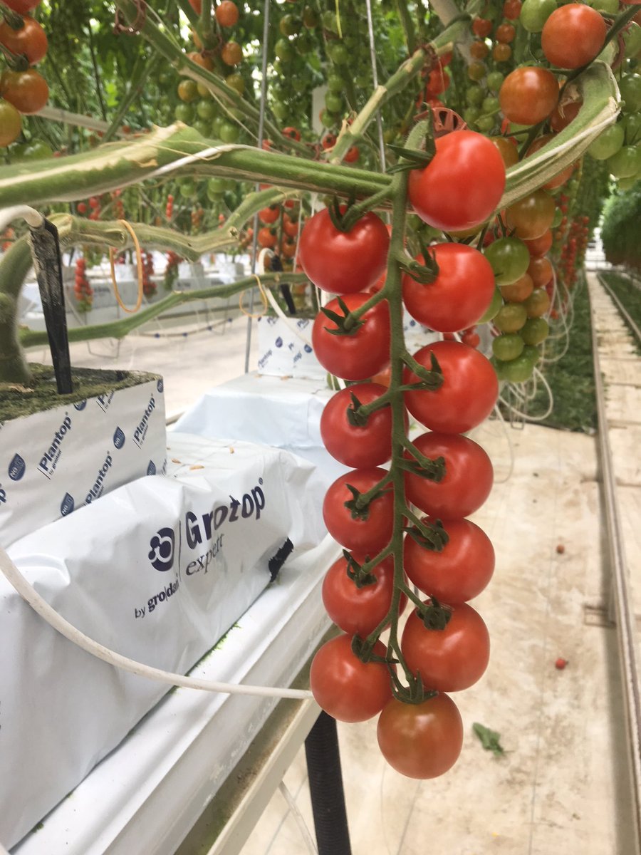 GlinwellPLC's tweet photo. #Strabena, #Lemonade and #Piccolo all looking (and tasting!) great as we make our way well into the #British #Tomato #season @Britishtomatoes https://t.co/2CTPofydQl