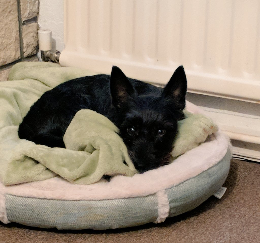 CaroAndIndy's tweet photo. The face he gives me when I'm about to leave for work....
#howishesocute #puppylife #smoochyface https://t.co/E8q9JbiCa9