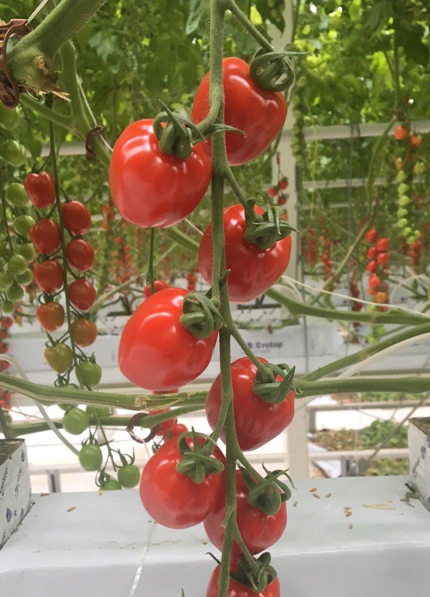GlinwellPLC's tweet photo. #Strabena, #Lemonade and #Piccolo all looking (and tasting!) great as we make our way well into the #British #Tomato #season @Britishtomatoes https://t.co/2CTPofydQl