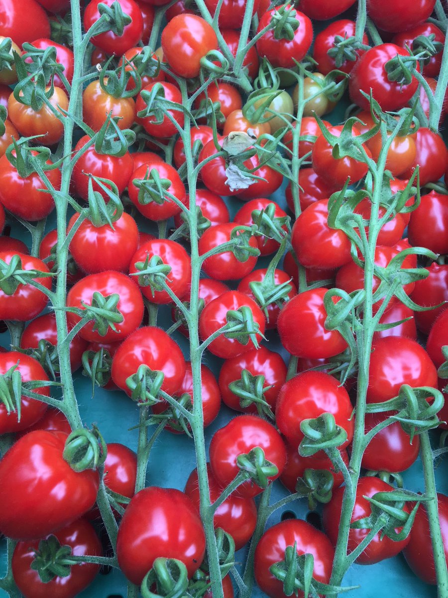 GlinwellPLC's tweet photo. #Strabena, #Lemonade and #Piccolo all looking (and tasting!) great as we make our way well into the #British #Tomato #season @Britishtomatoes https://t.co/2CTPofydQl