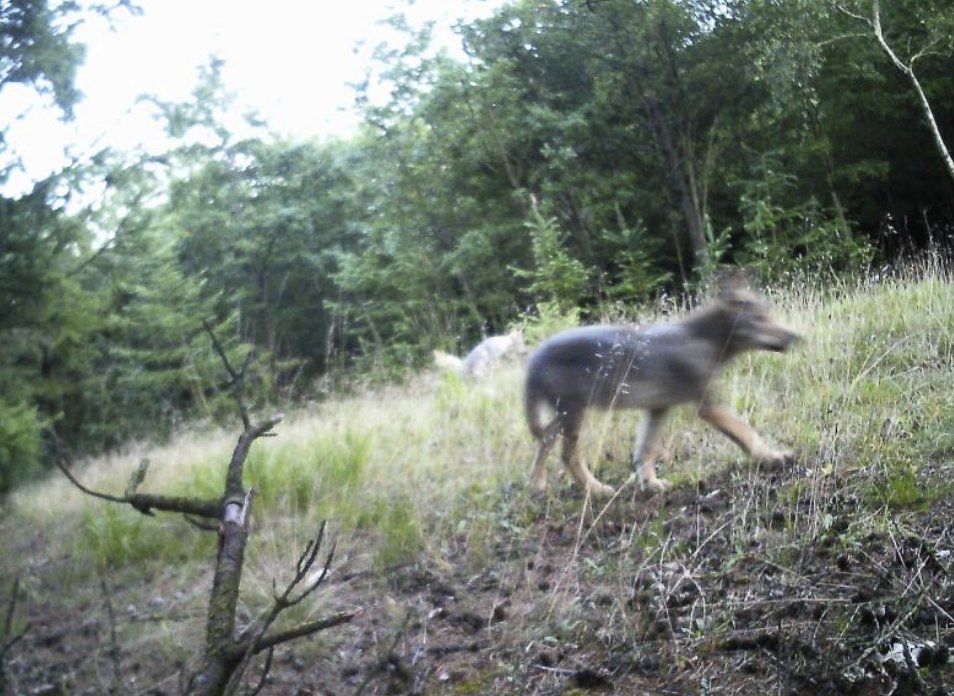 Ulfborg er åbenbart et farligt sted for ulve...#ulvenkommer #dkmedier <a href="/jyllandsposten/">Jyllands-Posten</a> 
jyllands-posten.dk/indland/politi…
