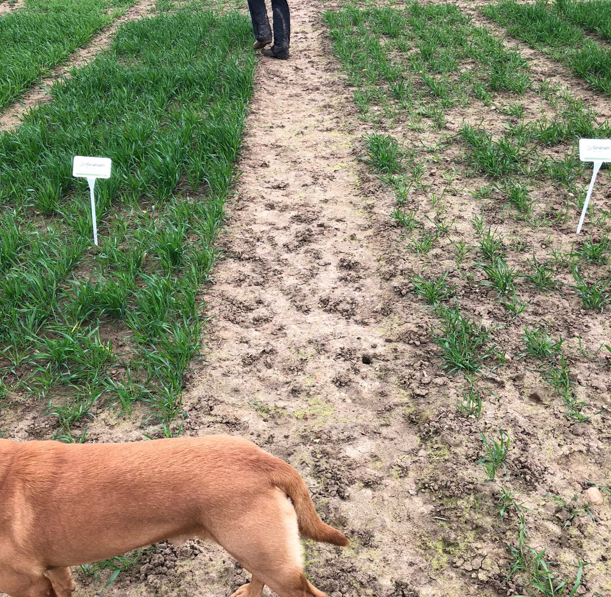 agronomist_ben's tweet photo. Two plots, same variety drilled same day 14th Nov, only difference is seed dressing. https://t.co/mTOdLuvzzD